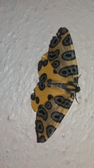 Pantherodes pardalaria