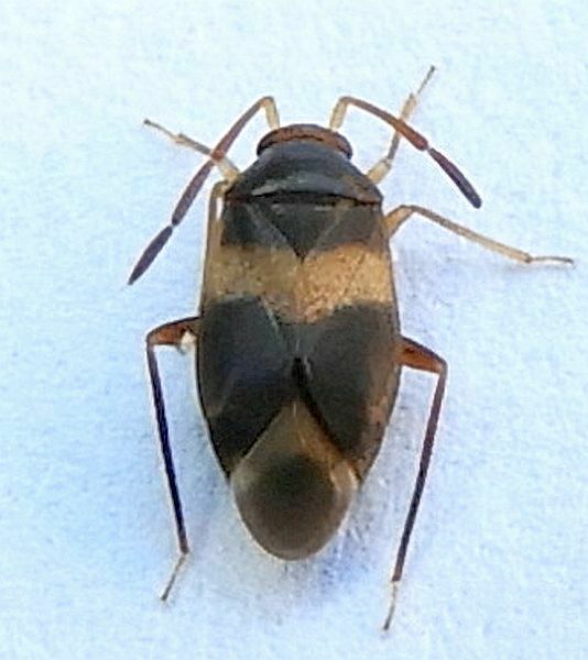 Ceratocapsus fasciatus