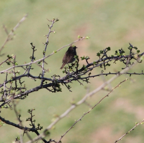 Iberian Dunnock