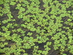 Marsilea macropoda