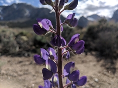 Lupinus magnificus