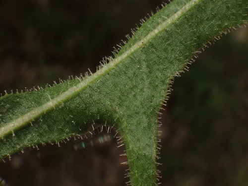 Image of Leontodon crispus by (c) Christian Berg, some rights reserved (CC BY)
