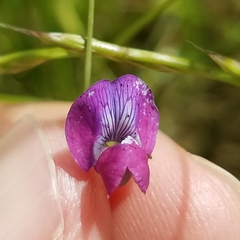 Lathyrus angulatus