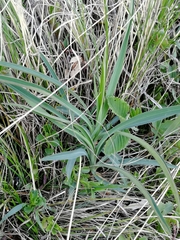 Bupleurum multinerve