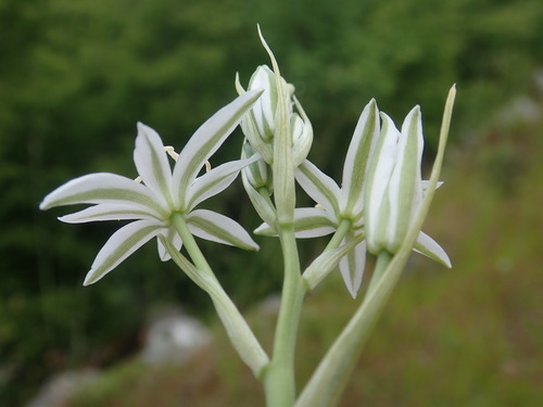 Image of Ornithogalum comosum by (c) Christian Berg, some rights reserved (CC BY)