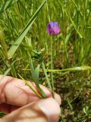 Lathyrus angulatus