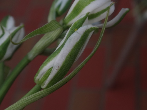 Image of Ornithogalum comosum by (c) Christian Berg, some rights reserved (CC BY)
