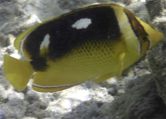 Chaetodon quadrimaculatus