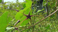 Oxypetalum harleyi