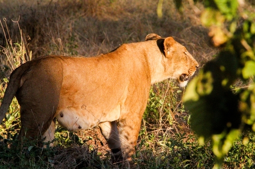 Southern Lion