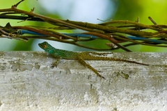 Anolis distichus