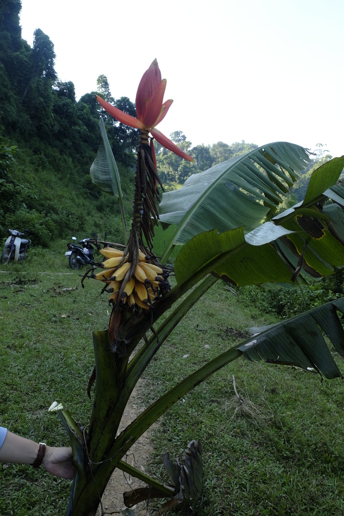 Chuối Rùng Hoa Đỏ (Musa lutea)