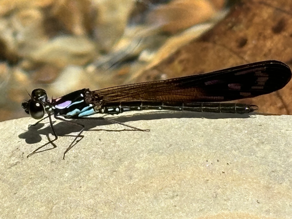 Heliocypha angusta