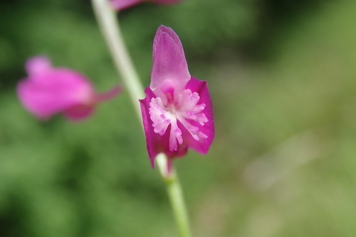 Image of Nice Milkwort (Polygala nicaeensis) by (c) Christian Berg, some rights reserved (CC BY)