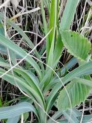 Bupleurum multinerve