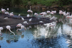 Phoenicopterus