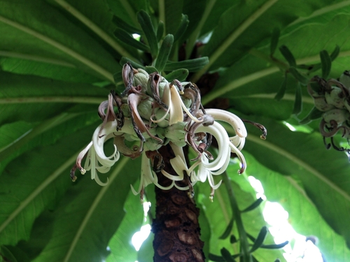 Cyanea superba
