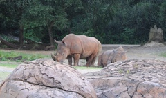 Rhinocerotidae