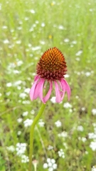 Echinacea atrorubens