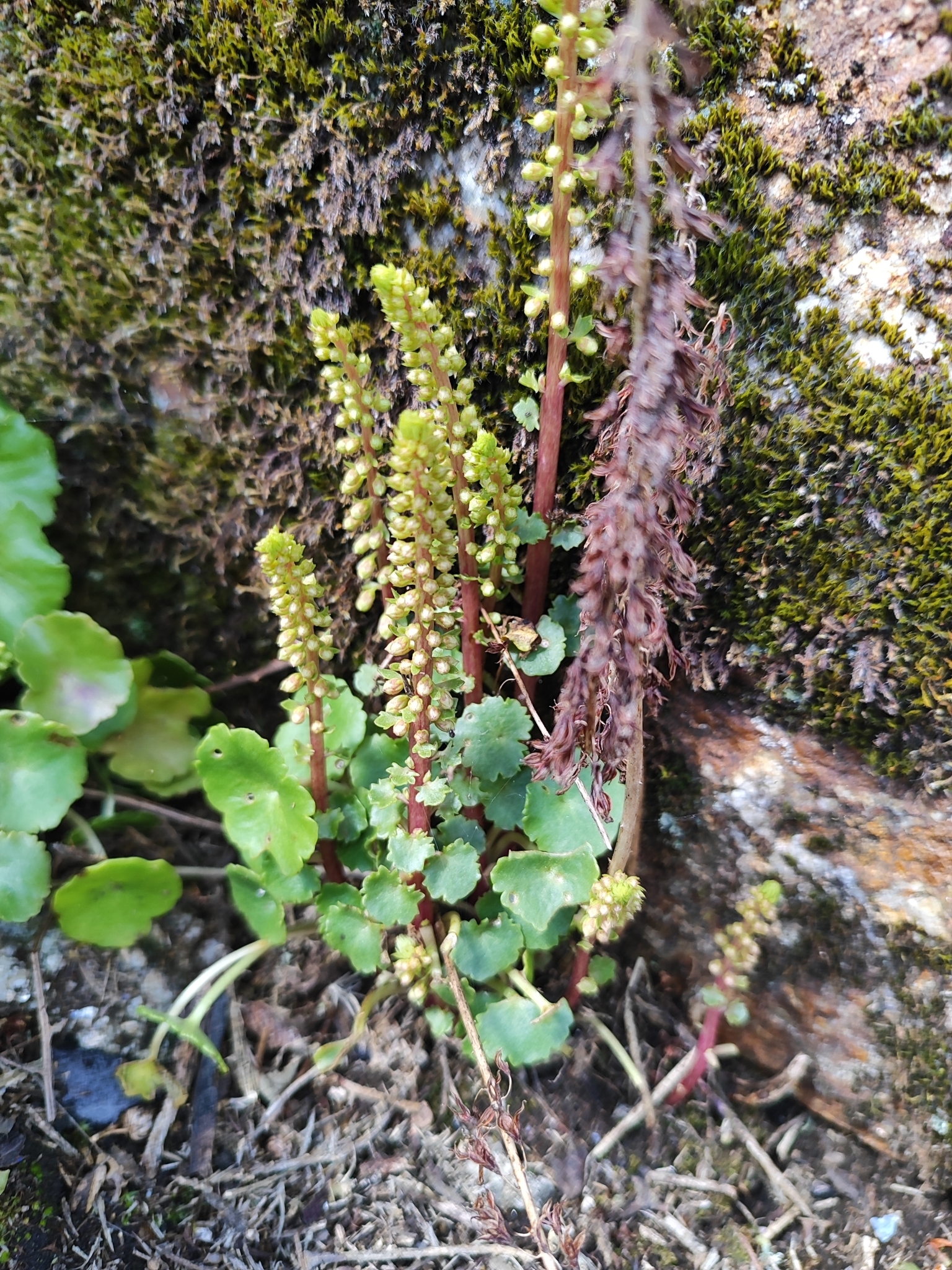 Umbilicus rupestris