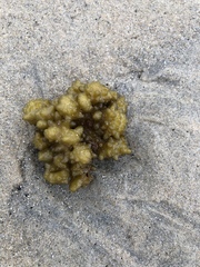 Ectocarpales