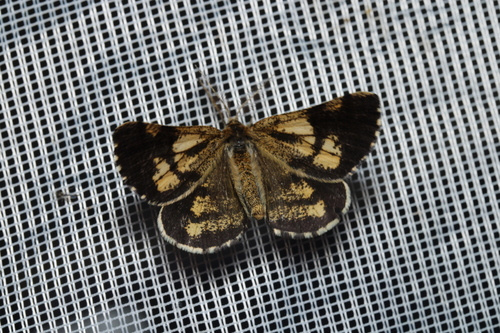 Photo of Bordered White (Bupalus piniaria)