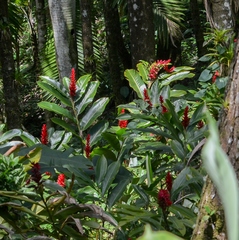 Alpinia purpurata
