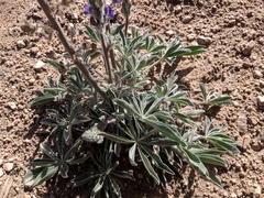 Lupinus magnificus