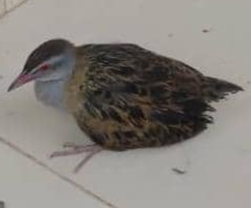 African Crake