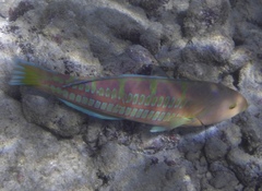 Thalassoma trilobatum