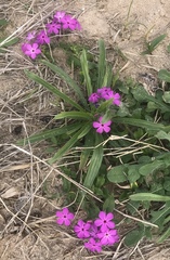Phlox drummondii