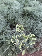 Lomatium columbianum
