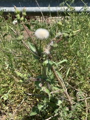 Taraxacum coreanum
