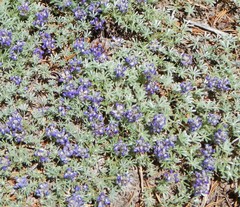 Lupinus breweri