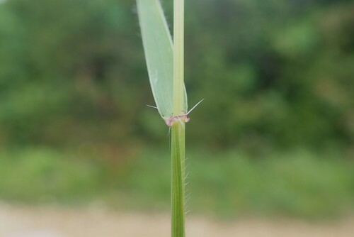 Image of Aegilops triuncialis by (c) Christian Berg, some rights reserved (CC BY)
