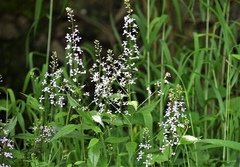 Iodanthus pinnatifidus