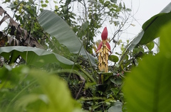 Musa lutea