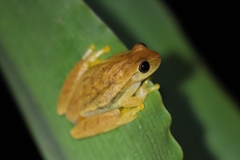 Dendropsophus microcephalus