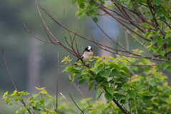 Pycnonotus sinensis sinensis