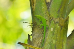 Anolis callainus