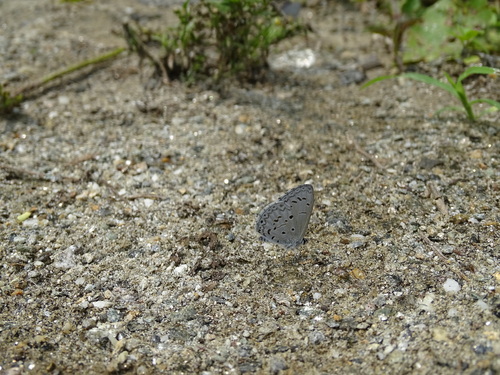 Common Hedge Blue photo 3