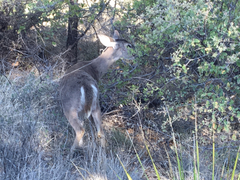 Odocoileus virginianus carminis