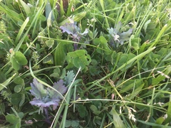 Brassica oleracea acephala