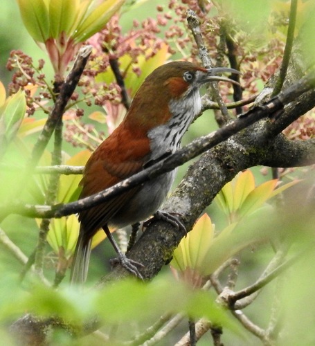 Erythrogenys swinhoei