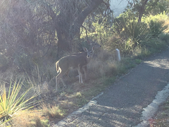 Odocoileus virginianus carminis