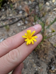 Senecio californicus