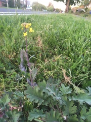 Brassica oleracea acephala