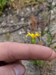 Senecio californicus