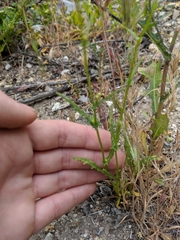 Senecio californicus