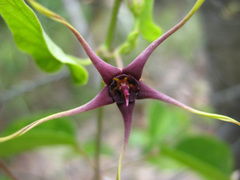 Oxypetalum harleyi